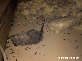 Remove dead rats and old insulation Remove dead rats and old insulation